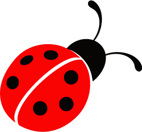 coccinella